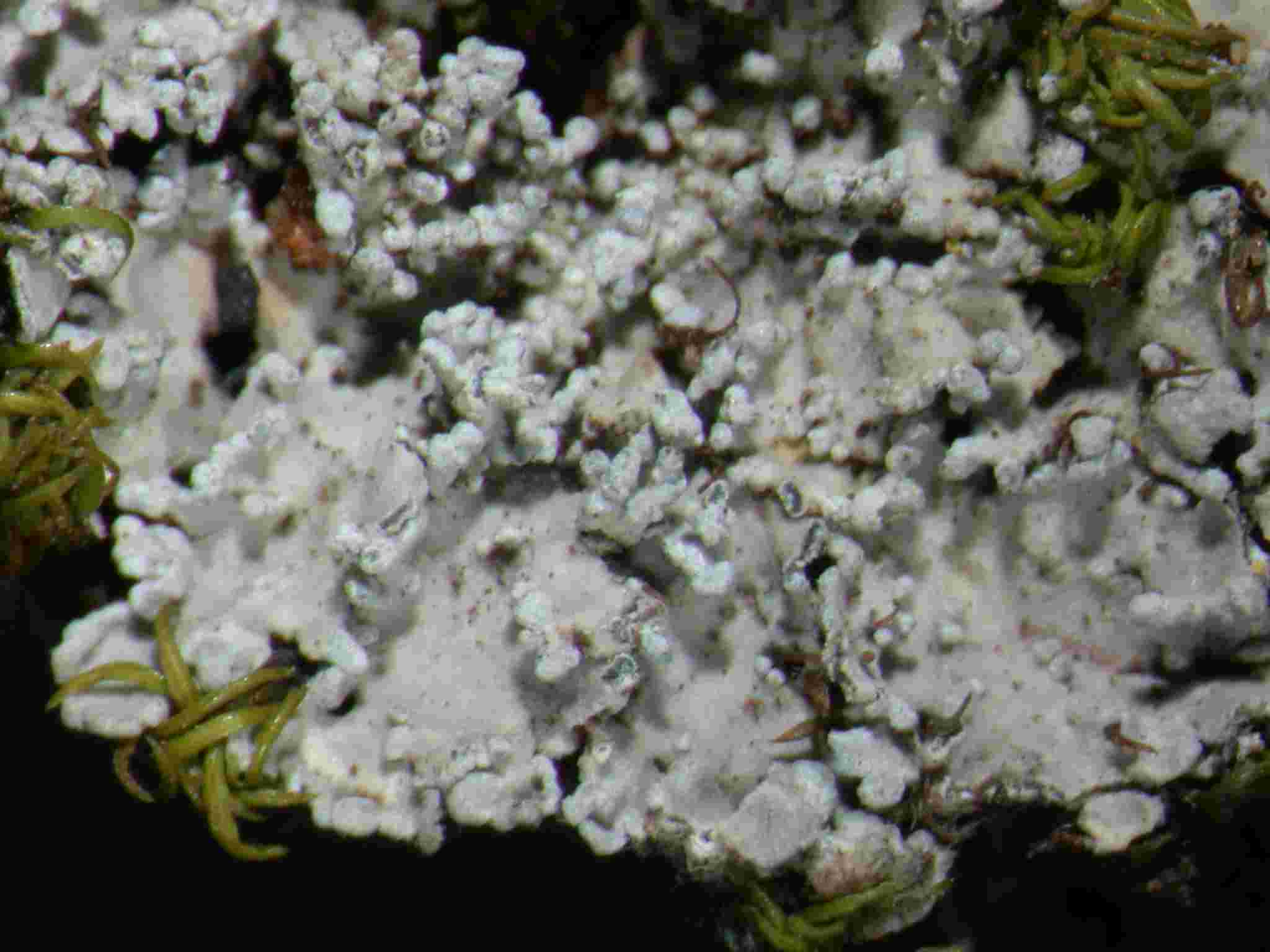 [Pannaria tavaresii]